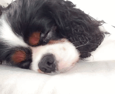 개_깨우기_How-to-wake-up-your-dog..gif