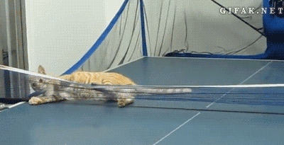 고양이가_탁구까지_Ping_Pong_Cat_tumblr_mvfu2f0KvG1s2yegdo1_400.gif