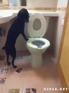 Smart_Dog.gif
