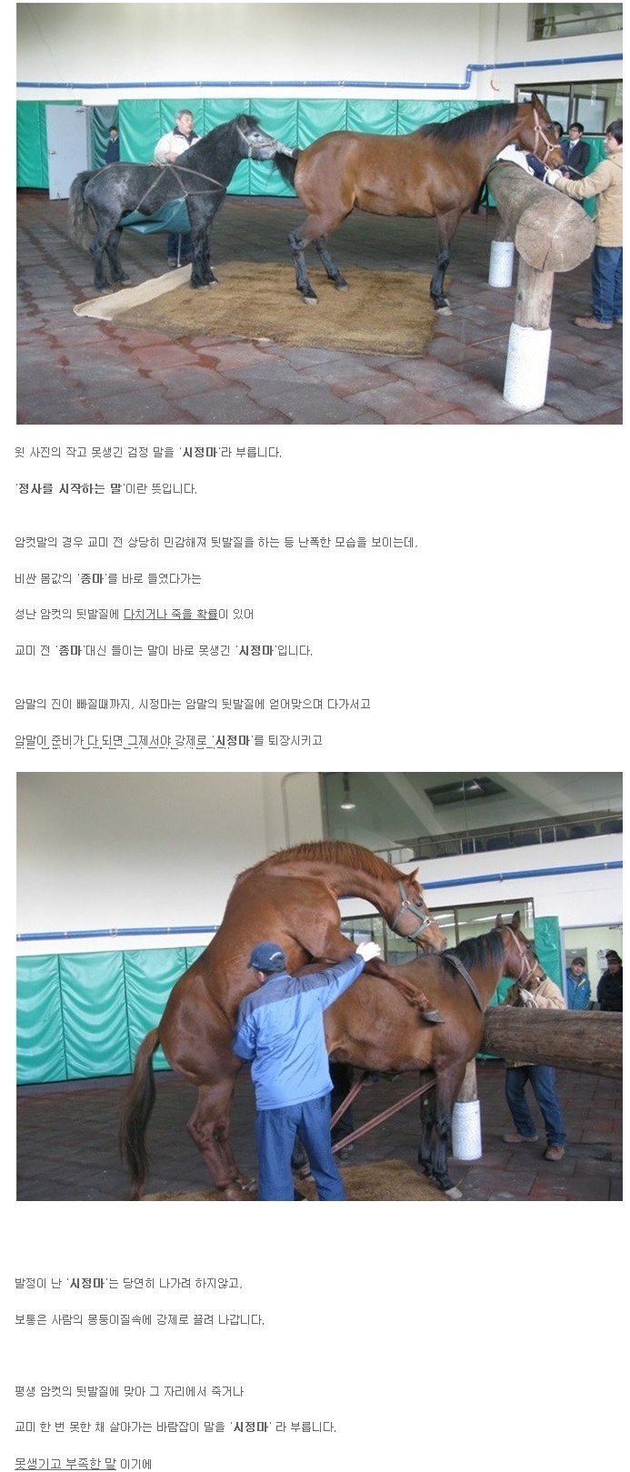 시정마.jpg