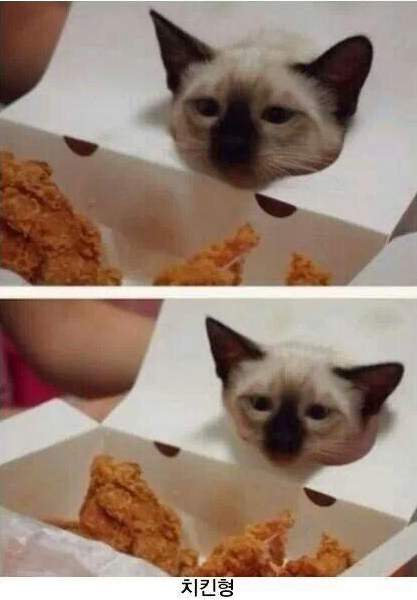 고양이 고문하는법.jpg