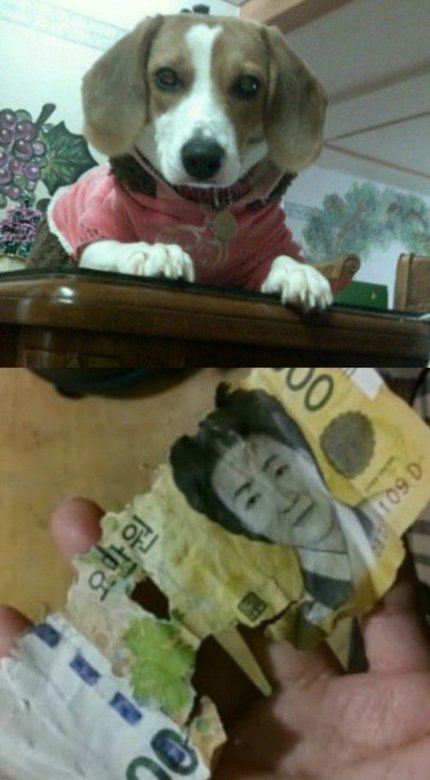 비싼간식.jpg