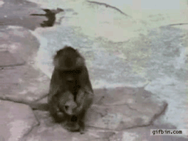 거울 원숭이.gif