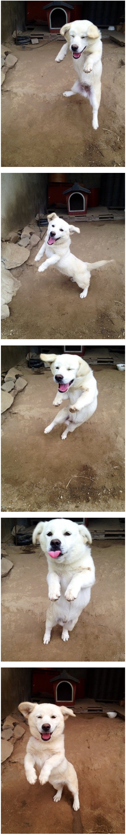 개귀엽.jpg