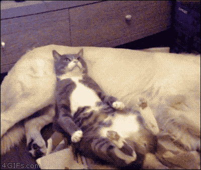73a7b436ed1404def1cb5a3c0fa29439_1418172381_7244.gif