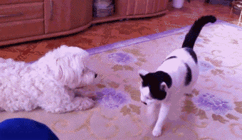 f5e0621f30c88c107d78d9544ce45de5_1426397475_4326.gif