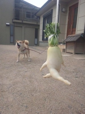 20121030171908149.jpg