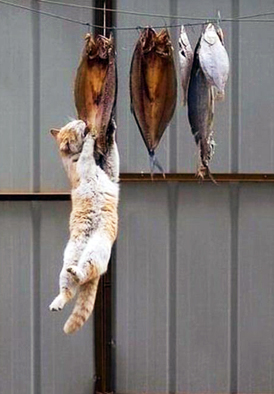 cat-hanging-by-a-fish.jpg