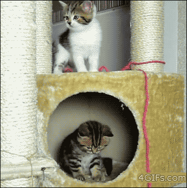 고양이_살려.gif