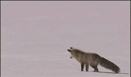 204A27474DA532EB199628.gif