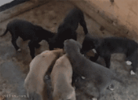 158.gif