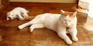 tumblr_muqi8i3Uln1roolpmo2_400.gif