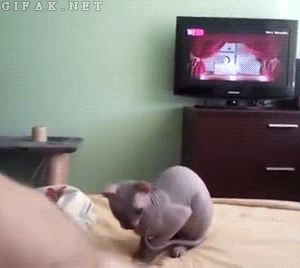 캣걸.gif