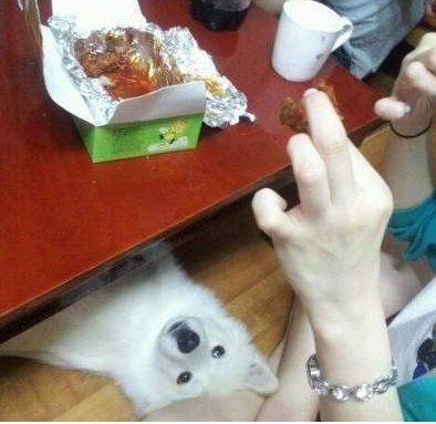 맛있개.jpeg