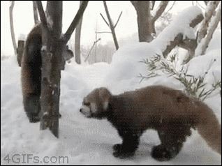 23353E3852A156EA0606BB.gif