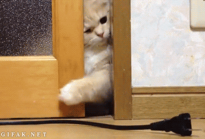 Cute_Cat.gif