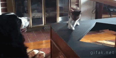tumblr_n0n13nV7Yz1s2yegdo1_400.gif