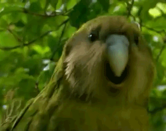 6nIcimC.gif
