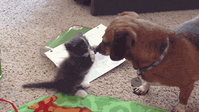 b7b6bf20cb8b5a0b24f8e4e16b2b279d_1415082913_8612.gif