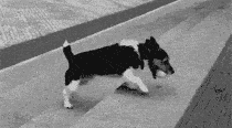 cbc74700b3e791301efdebffd131f587_1415346352_4511.gif