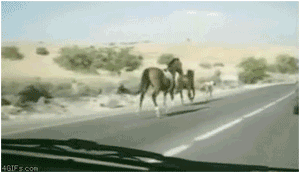 64d01aa61b061b8ded68d2abb7839b9d_1445473957_0675.gif