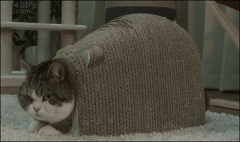 6693ba341bb77fb0af989d1d12887dfc_1444921453_7022.gif
