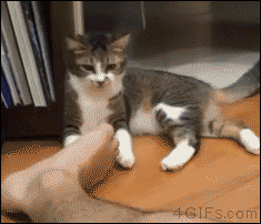 8eabf34743d6fefa8c259193b30be7b8_1450232819_7363.gif