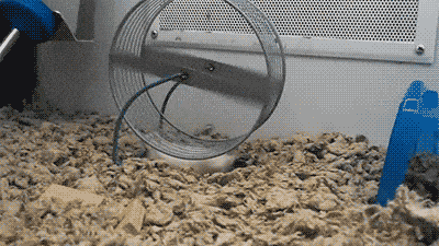 ae36632b7ebf32ca401828f9141fe725_1472710308_2531.gif