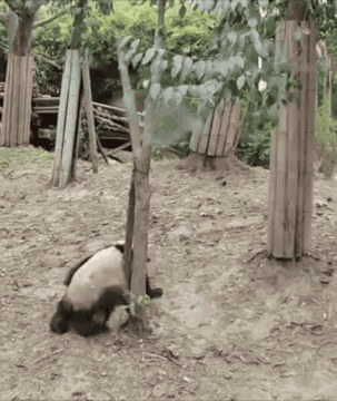 7f7ab7ae91c60a9176a7ec4f4829d22e_1476178618_3001.gif