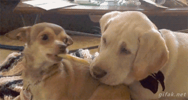ffe6cddb18dad9654bf114c38d0fd9c7_1476154919_3147.gif