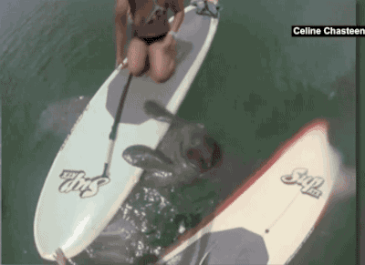 2375e9977d2c064a2ffcdab2c8052eb7_1484466752_628.gif