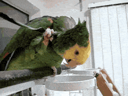 37ad0f2df7cfd13cfba2b20635842eb0_1483622933_4489.gif