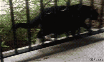 dd109e6536ebcd2497dbc147d6eb03ef_1487664713_4697.gif