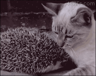 38944b9ed32a38a3088e50014ecd7376_1489376439_7461.gif
