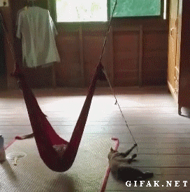 892fb21103f5a97ce6936a976e895b89_1489135823_7084.gif
