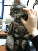 892fb21103f5a97ce6936a976e895b89_1490176688_0498.gif