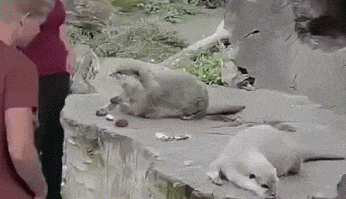 892fb21103f5a97ce6936a976e895b89_1492963298_4387.gif