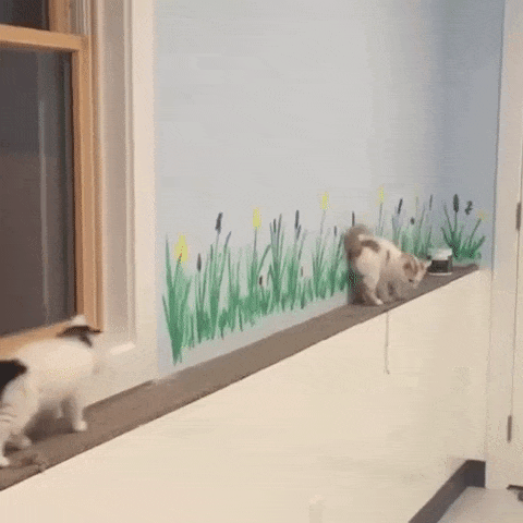 ac9eb814a2928e32fde0a7435ef0882b_1497147053_6535.gif