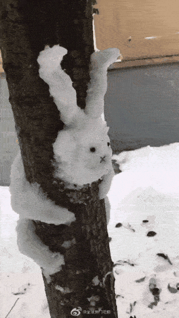 3553015010_1551452042.106.gif