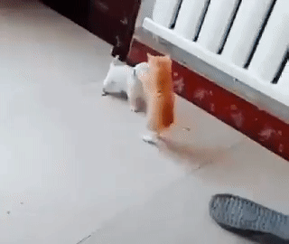 3745426772_1565349342.766.gif