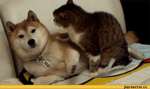 1850087938_1571145460.9553.gif