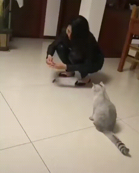 1889091416_1582036456.8212.gif