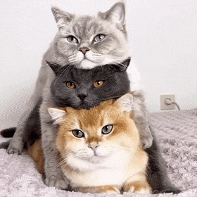 3553014846_1581419933.797.gif