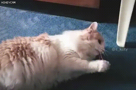 982268670_1585760004.7348.gif
