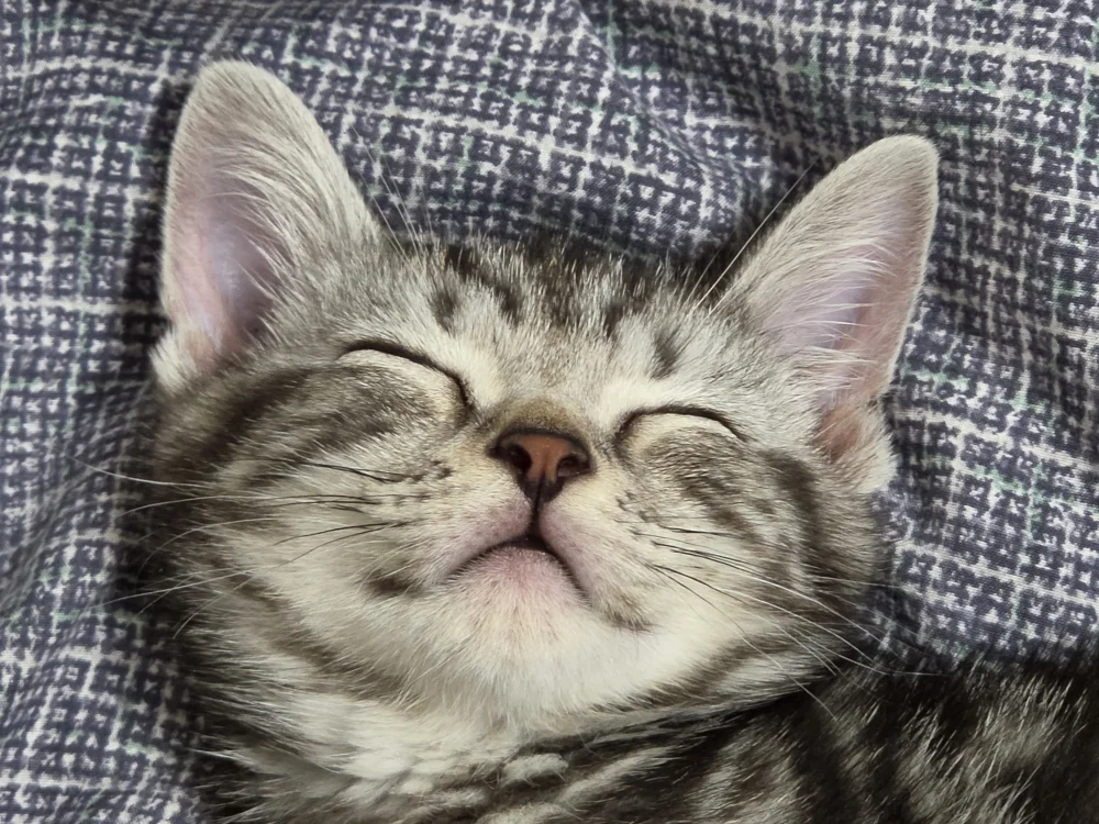 1784461337_dfqD9R8oZR.webp